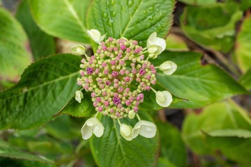 White Hydrangea with Pink Buds on Green Leaves