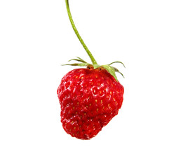 A fresh strawberry berry on a branch on an isolated white background