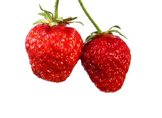 A fresh strawberry berry on a branch on an isolated white background