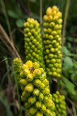 Nature vertical view of wild Arum italicum flower berries herbaceous perennial plant. No people.