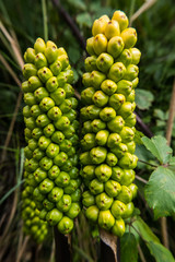 Nature vertical view of wild Arum italicum flower berries herbaceous perennial plant. No people.