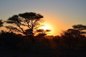 Fototapeta na wymiar African bush sunset