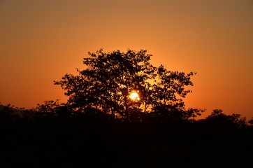 Kruger Park bush sunset