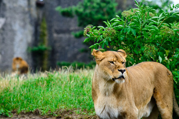 close-up lioness examines the neighborhood