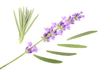Fototapeta premium Twig of lavender with leaf isolated on a white background. Top view. Flat lay pattern