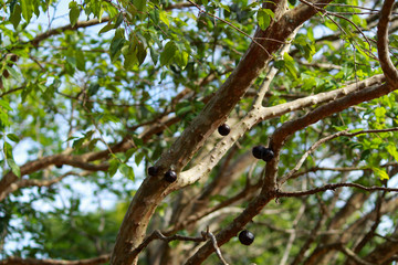 Jabuticaba