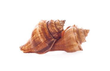 Sea shell on white background