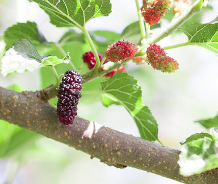  malberry on tree.