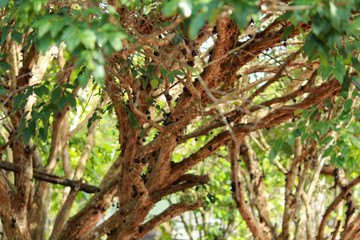 Fototapeta premium Jabuticaba