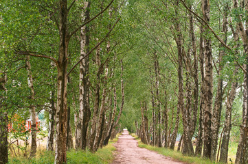 Birch grove and a path in it. Beautiful Birch alley.