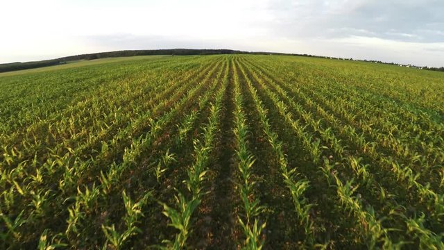 Planting corn. Small shoots of corn. Flight over corn 64