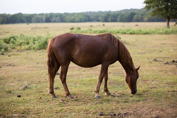 Naklejka na ściany i meble native ponies