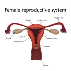 Female reproductive system with a description. Anatomy realistic vector illustration. White background.