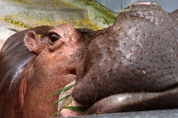 hippopotamus eating, feed, open mount, close up on head