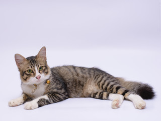 cat isolated on white background