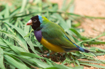 Gouldian finch is a colourful Australian native bird.