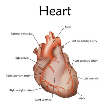 Human heart with a description. Anatomy realistic vector illustration. White background.