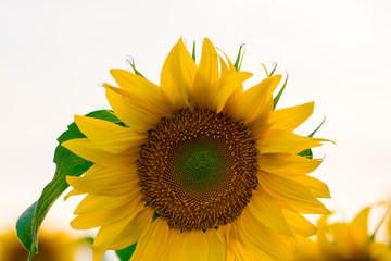 Obraz premium blooming sunflower on a white background, close-up