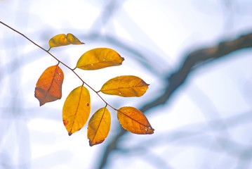 Yellow dried leaf tree with sky in background