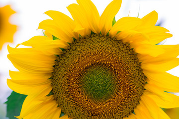 blooming sunflower on a white background, close-up