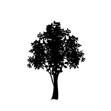 Black silhouette of deciduous tree icon isolated on white background.