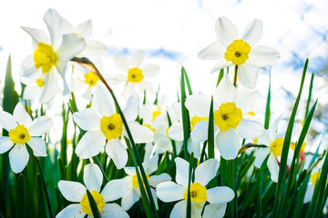 Beautiful white and yellow daffodils in garden