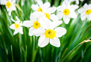 Beautiful white and yellow daffodils in garden