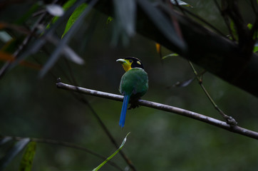 Long tailed broadbill on tree branch