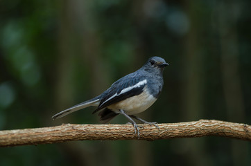 Oriental magpie robin (Copsychus saularis) on branch