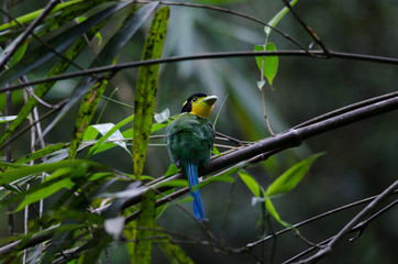Long tailed broadbill on tree branch