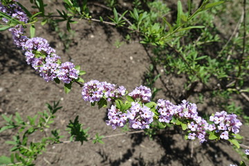Branch of daphne with lots of mauve flowers