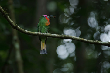 Red-Bearded Bee Eater on a branch