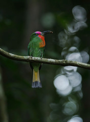 Red-Bearded Bee Eater on a branch