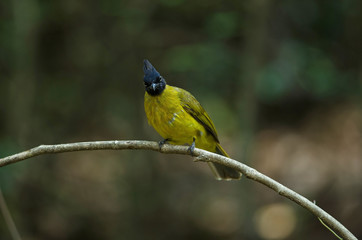 black-crested bulbul perched on branch