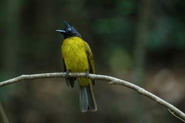 black-crested bulbul perched on branch