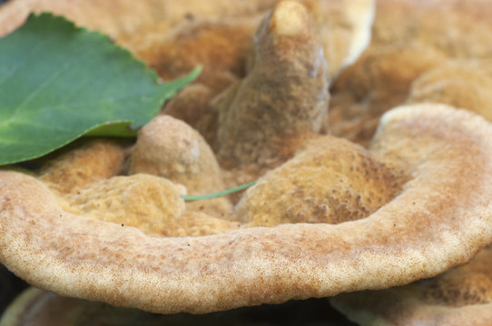 Hydnellum auratile mushroom