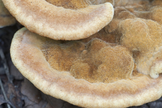 Hydnellum auratile mushroom