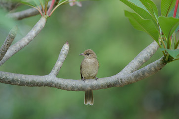 Streak-eared​ bulbul​ stand​ing on branches​