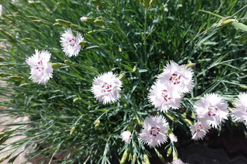 Close shot of pale pink flowers of  Dianthus