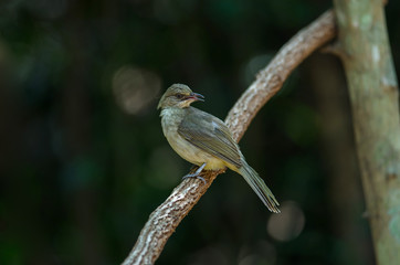Streak-eared​ bulbul​ stand​ing on branches​