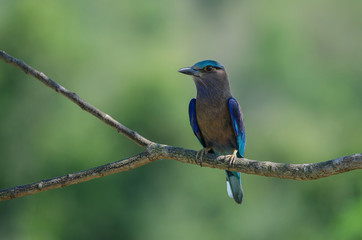 Indian Roller on the branch