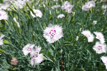 Closeup of pale pink flower of Dianthus