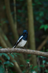 Oriental magpie robin (Copsychus saularis) on branch