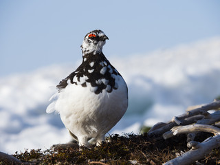 Fototapeta premium 春のライチョウ雄(rock ptarmigan)