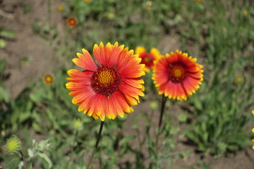 Two yellow and red flower heads of Gaillardia aristata