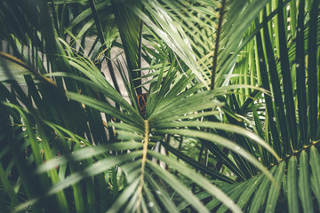 Creative tropical green leaves layout. Tropical palm background.