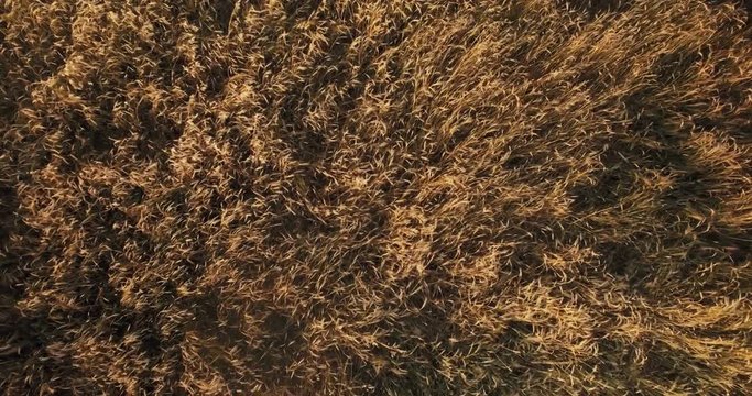 Aerial top shot over a field with wheat