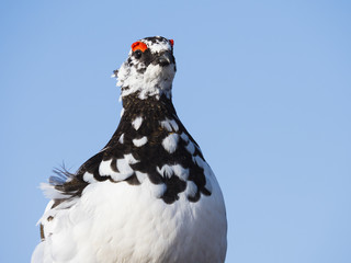 春のライチョウ雄(rock ptarmigan)