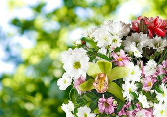 Fototapeta premium beautiful flowers in the garden close up