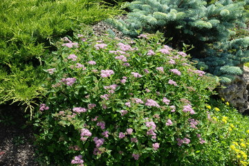 Flowering bush of Spiraea japonica in the garden